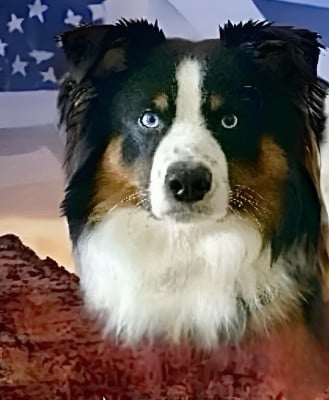 Étalon Berger Américain Miniature - Vuitton Des Plaines De Barbizon