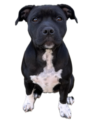 Étalon Staffordshire Bull Terrier - Auna de la Confiance Canine AJS