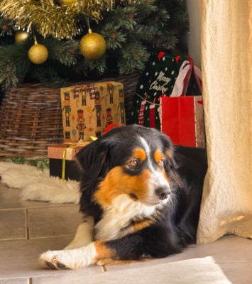 Étalon Berger Américain Miniature - Valkyrie du mas du grand sauvage