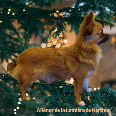 Étalon Chihuahua - Aliénor De La Lumière De Nerthus