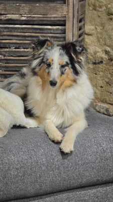 Étalon Shetland Sheepdog - Athéna blue Domaine Du Trimaleï