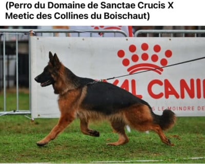 Étalon Berger Allemand Poil Long - CH. Simba des Collines du Boischaut