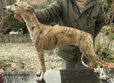 Étalon Whippet - Ava gardner De Lev'horse