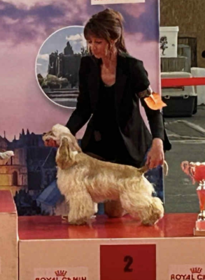 Étalon American Cocker Spaniel - Affinity Angel Of Cooky