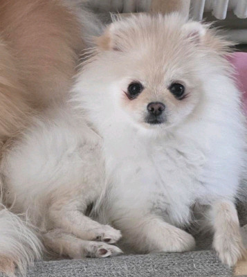 Étalon Spitz allemand - Alizee de brachy-blanche