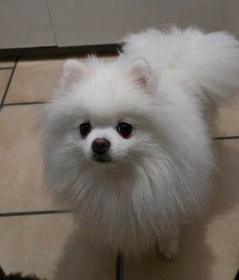 Étalon Spitz allemand - CH. Umika du jardin de Mesoz