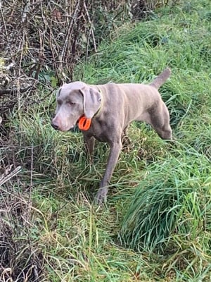 Étalon Braque de Weimar - TR. Toska des Cendres du Gerfaut