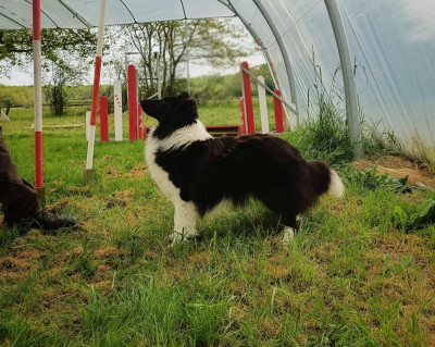 Étalon Shetland Sheepdog - Tsuki du Banc des Hermelles
