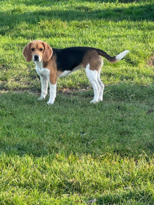 Étalon Beagle - Abby Des Terres D’Olim’s
