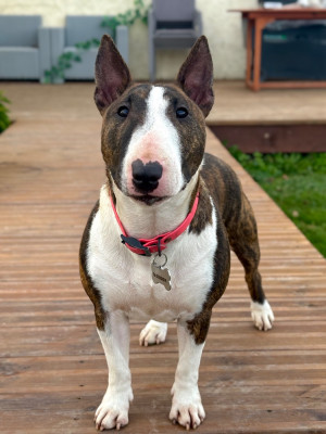 Étalon Bull Terrier Miniature - Vicky Des Minis De Belzebulls