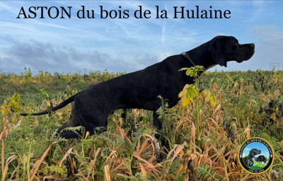 Étalon Pointer - Aston du bois de la Hulaine