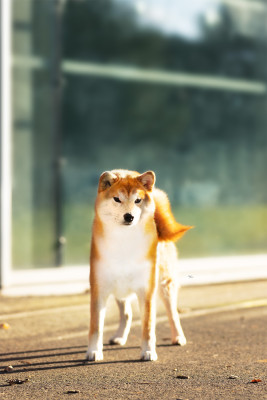 Étalon Shiba - Amaterasu okami Go Sakura Kensha