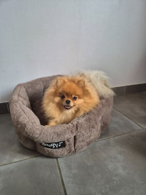 Étalon Spitz allemand - Yudjiniya dit sofia iz angelov vostoka