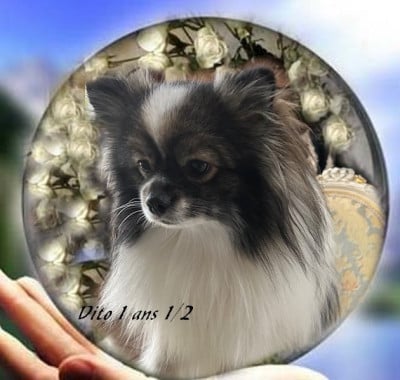 Étalon Spitz allemand - Vito pom-connection