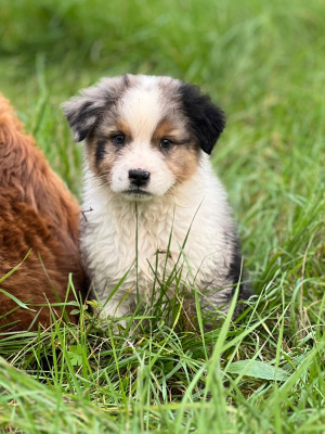 Étalon Berger Australien - Vampire Diaries Elena of go Fast Storm