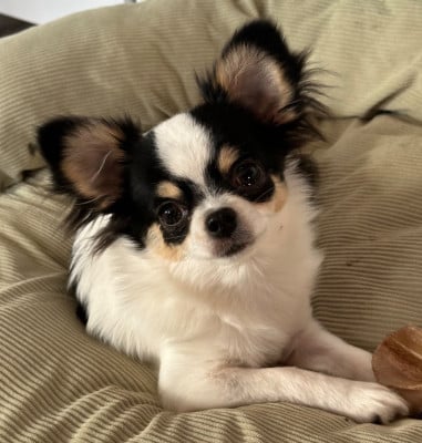 Étalon Chihuahua - Angelina joly du moulin de madjurie