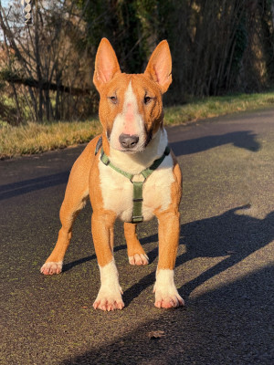 Étalon Bull Terrier Miniature - Torrid Blaze venturesome