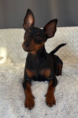 Étalon Pinscher nain - Vaïka De La Plaine Bretonne