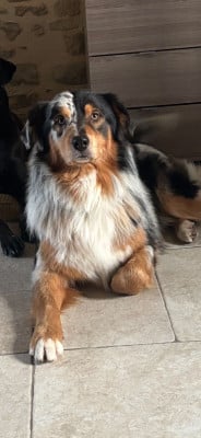 Étalon Berger Australien - Vasco o'tantic du ménage O'tantic Du Ménage