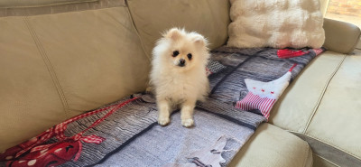 Étalon Spitz allemand - Alizee de brachy-blanche