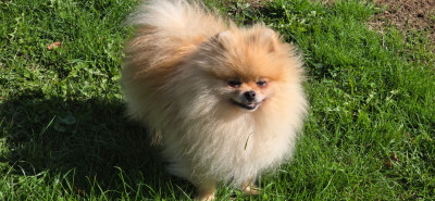 Étalon Spitz allemand - Tahira du lunoxa