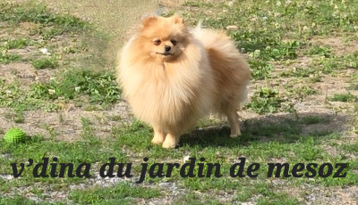 Étalon Spitz allemand - Vdina du jardin de Mesoz