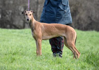 Étalon Greyhound - Ayloise amour des sables d'élodie