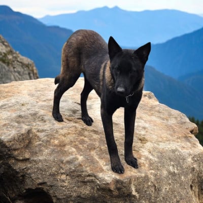 Étalon Berger Belge - A'loubo De La Forêt De L'espérance