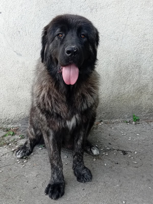 Étalon Berger du Caucase - Bambi bolintin deal (Sans Affixe)