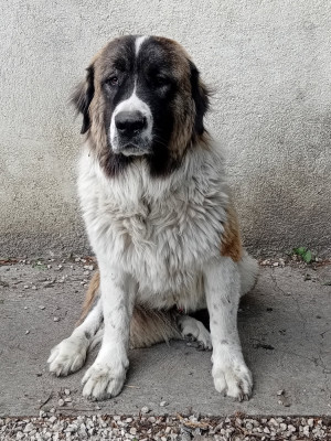 Étalon Berger du Caucase - D-valko de bolintin deal