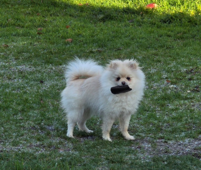 Étalon Spitz allemand - Alizee de brachy-blanche