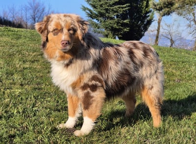 Étalon Berger Américain Miniature - Another dream verone mini de La Lune De Feu