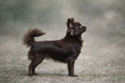 Étalon Chihuahua - Valezïa poetica des Emeraudes de Nahusha