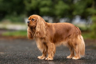 Étalon Cavalier King Charles Spaniel - CH. Un comte de lioncourt Des Grandes-duchesses De Pouchkine