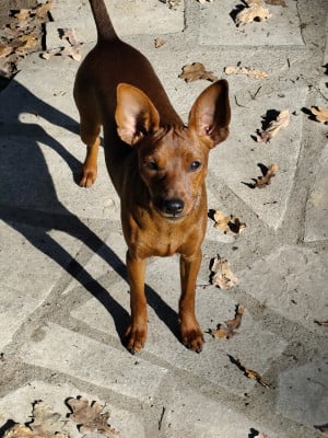 Étalon Pinscher nain - Aya L'alliance De Mallory