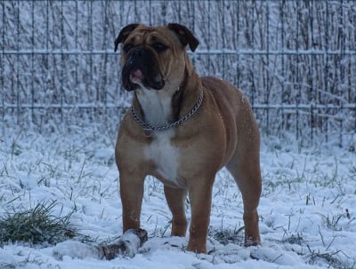 Étalon Bulldog continental - Alabama Des Conti's Ador