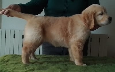 Étalon Golden Retriever - Pemberley Fields Varda Elentari