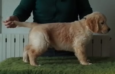 Étalon Golden Retriever - Pemberley Fields Valar Lorien