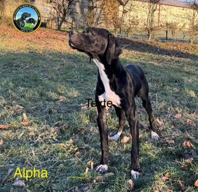 Étalon Pointer - Alpha De L'auge Des Sabotiers