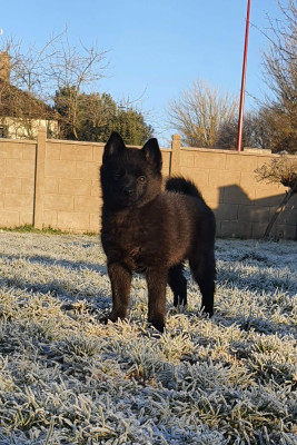 Étalon Schipperke - A Little Star Rhéa Ripley du dragon rouge de jupiter