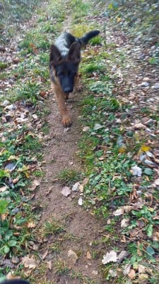 Étalon Berger Allemand - Alien des contes de Gwelane