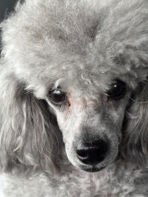 image de Uliana rose