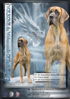 Étalon Dogue allemand - CH. Volkova dite hyôrinmaru Du Wekomundo Of Dark Angel's