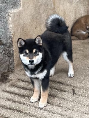 Étalon Shiba - Akenomyosei Go Sakura Kensha