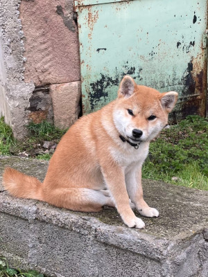 Étalon Shiba - Atarashi yoake Go Sakura Kensha