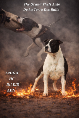 Étalon Staffordshire Bull Terrier - The grand theft auto De La Terre Des Bulls