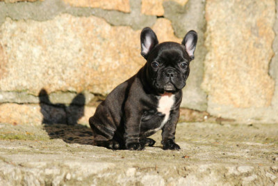 Étalon Bouledogue français - A' Bernie Noel de l'Empire des Hellls