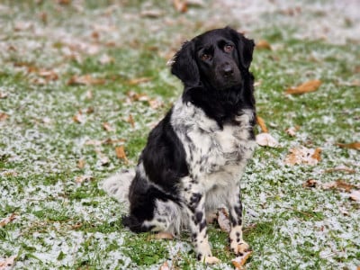 Étalon Chien d'arrêt frison - CH. Sylke miep Des Grandes-duchesses De Pouchkine