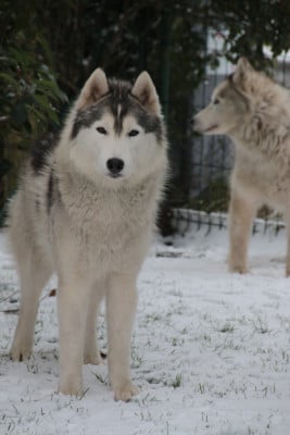 Étalon Siberian Husky - Uno's rules De La Comté Des Loups