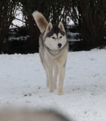 Étalon Siberian Husky - Urban legend De La Comté Des Loups